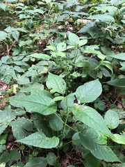 Circaea canadensis quadrisulcata