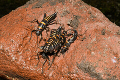 Monticomorpha flavolimbata