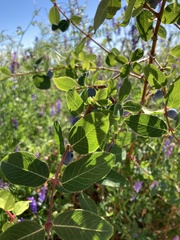 Lonicera caerulea