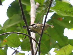 Ancient Antwren photo 2