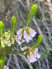Erica viscaria