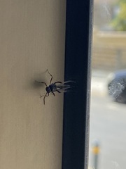Evania appendigaster