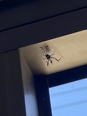Evania appendigaster
