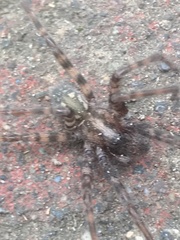 Tegenaria pagana