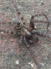 Tegenaria pagana