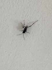 Evania appendigaster