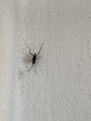 Evania appendigaster