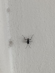Evania appendigaster