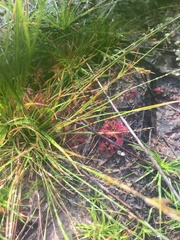 Drosera capillaris