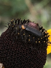 Nemognatha nemorensis