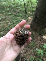Pinus sibirica