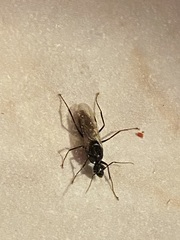 Camponotus