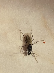 Camponotus