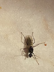 Camponotus