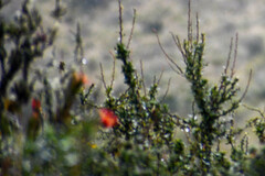 Tristerix longibracteatus