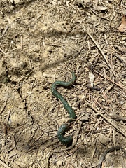 Aporrectodea smaragdina