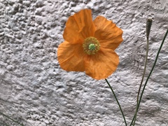 Papaver cambricum