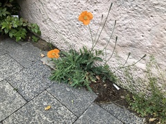 Papaver cambricum