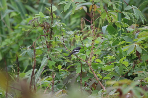 Brown-throated Wattle-eye