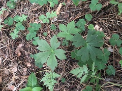 Sanicula uralensis