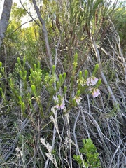 Erica viscaria