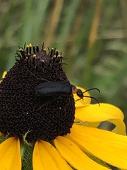 Nemognatha nemorensis