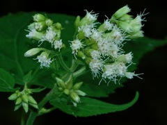 Ageratina roanensis