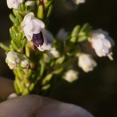 Erica suffulta