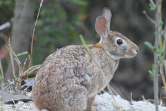 Sylvilagus graysoni