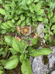 Rugelia