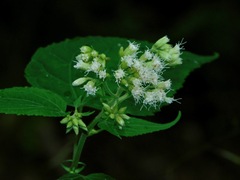 Ageratina roanensis