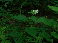 Ageratina roanensis