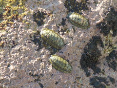 Chiton articulatus
