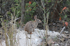 Sylvilagus graysoni