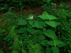 Ageratina roanensis