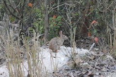 Sylvilagus graysoni