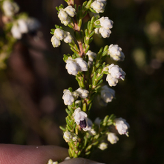 Erica suffulta