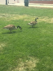 Branta canadensis