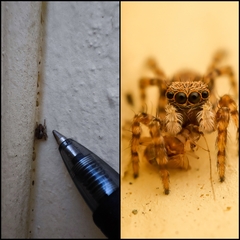 Pseudeuophrys lanigera