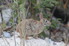 Sylvilagus graysoni
