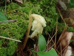 Monotropa hypopitys hypopitys