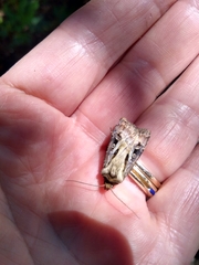 Agrotis vancouverensis