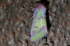 Psectrotarsia suavis