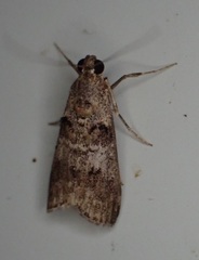 Pococera scabridella