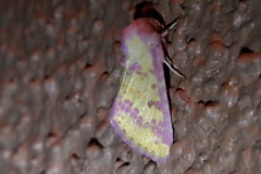 Psectrotarsia suavis