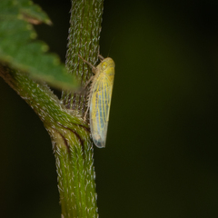 Cicadula