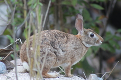 Sylvilagus graysoni