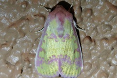 Psectrotarsia suavis