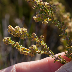 Erica serrata