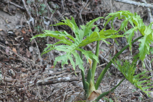 Philodendron warszewiczii, photograph 1